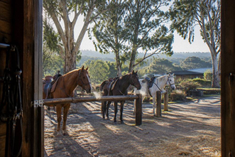 Small group of saddled horses standing calmly tied to a fence under tall gum trees