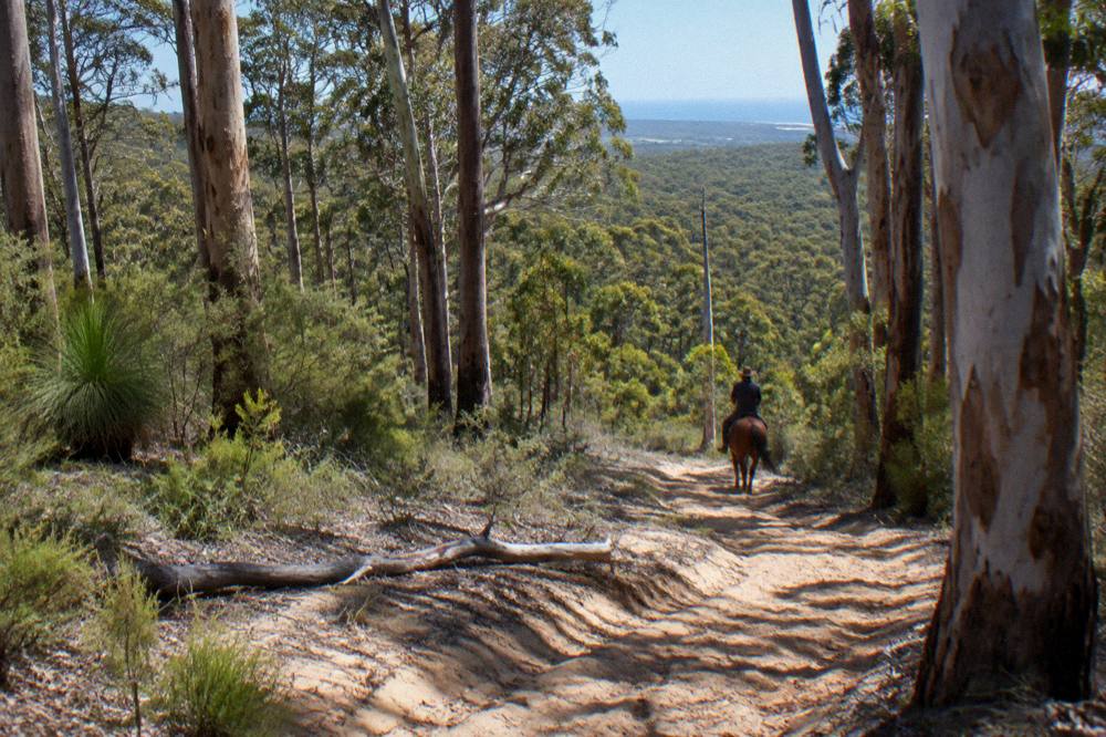 Horse and rider on a sunlit bush trail with tall eucalyptus forest on both sides
