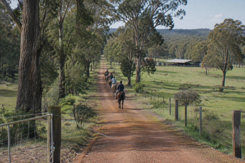 Riders on horseback walking along a gravel country lane between paddocks and tall eucalypts