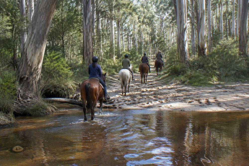 A trail of horses crossing a shallow creek in tall open forest