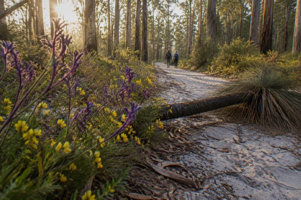 Purple and yellow wildflowers lining the edge of a sandy trail through open bushland