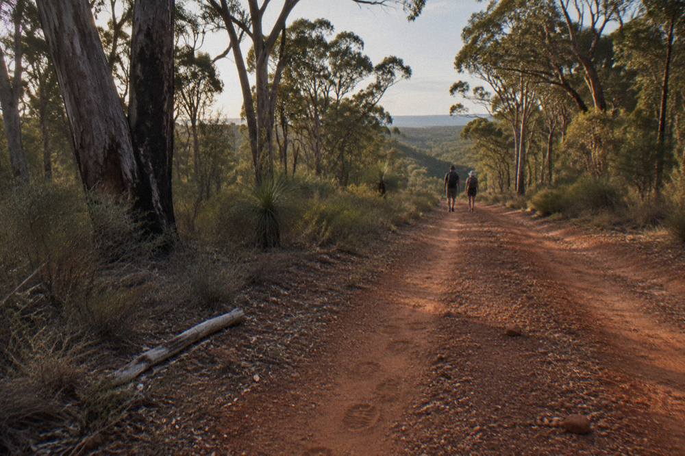 A tree-lined dirt trail through jarrah forest in the South West of Western Australia