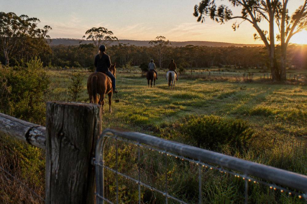 Riders on horseback crossing open farmland with bushland in the background