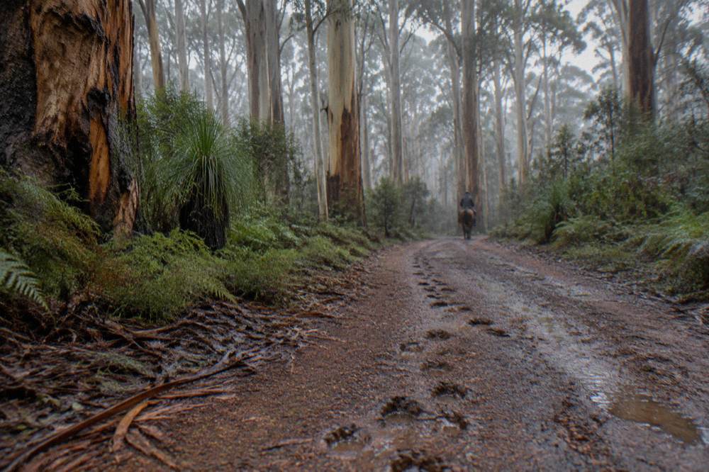 A tall karri forest with a narrow dirt track winding between the trees