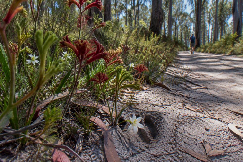 Spring wildflowers growing along the edge of a bush trail in the South West