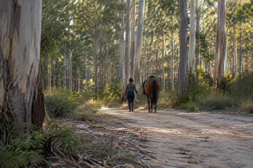 A rider in a helmet leading a horse along a bush track under tall eucalypts
