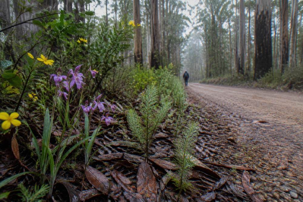 Purple and yellow wildflowers blooming along a forest track edge in spring