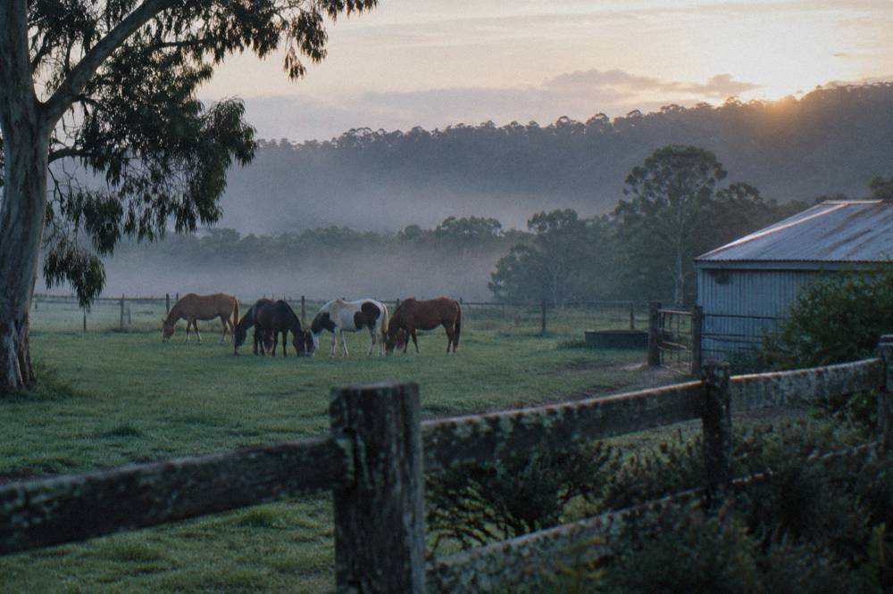 Horses grazing together in a green paddock with forest beyond in the Margaret River hinterland