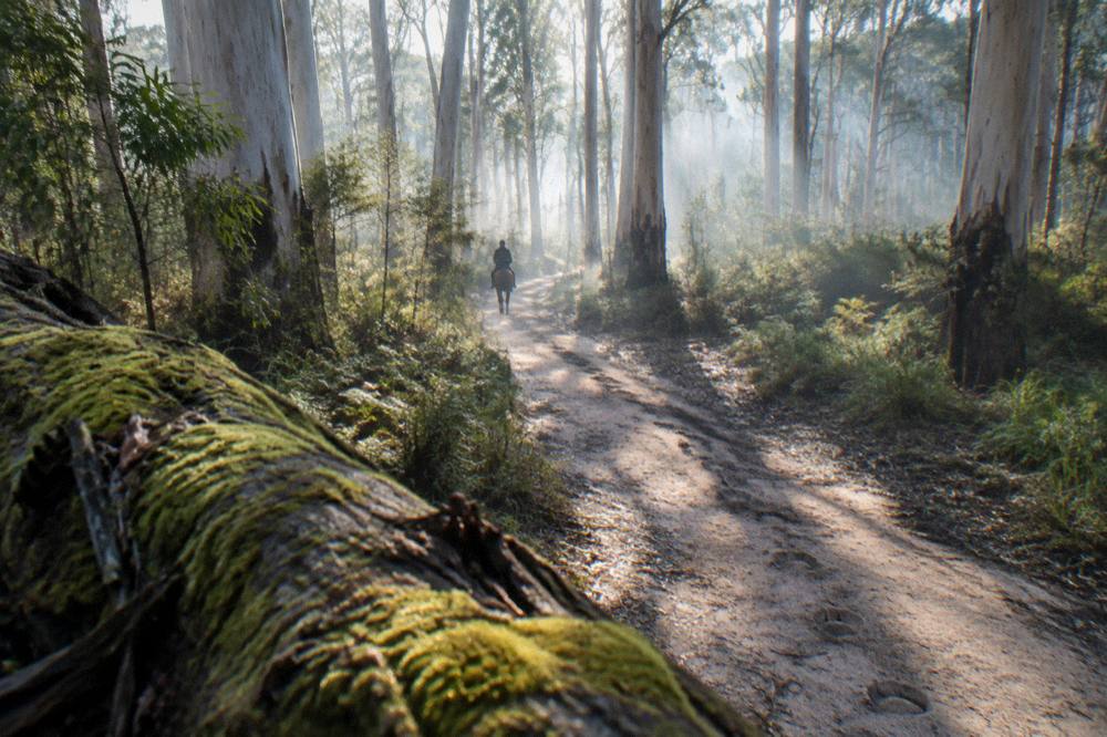 A sunlit karri forest track with tall pale trunks and dappled understorey