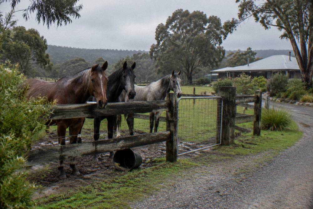 Horses standing in a paddock beside a rural property driveway