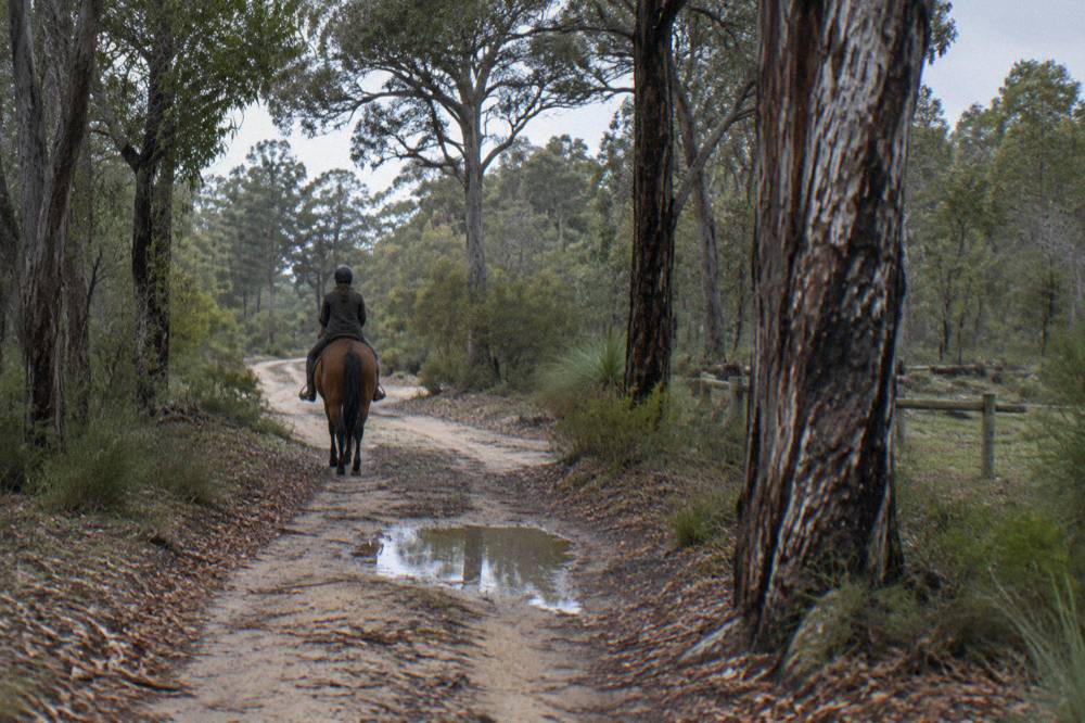 Rider in helmet walking a calm horse along a sandy bush track between trees