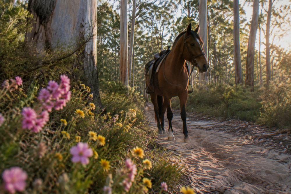 Horse standing on a forest trail bordered by spring wildflowers in pink and yellow