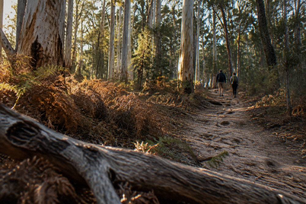 Low golden light across a bush trail with tall eucalyptus trees