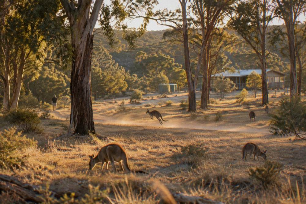 Kangaroos standing in a grassy clearing beside a bush trail in fading light