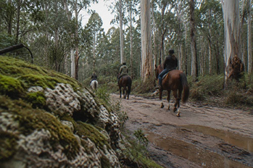 Riders on horseback crossing a bush track through open forest