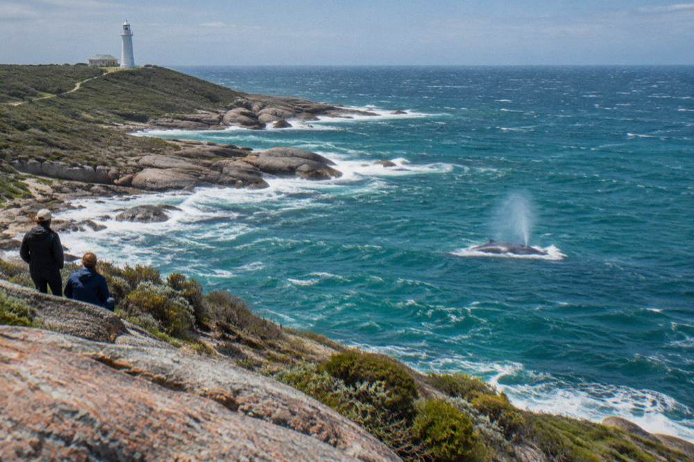 Humpback whale surfacing in calm bay water near a headland