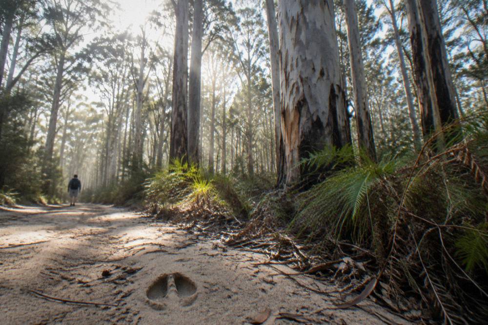 Tall pale karri tree trunks in dense forest with dappled light on the track