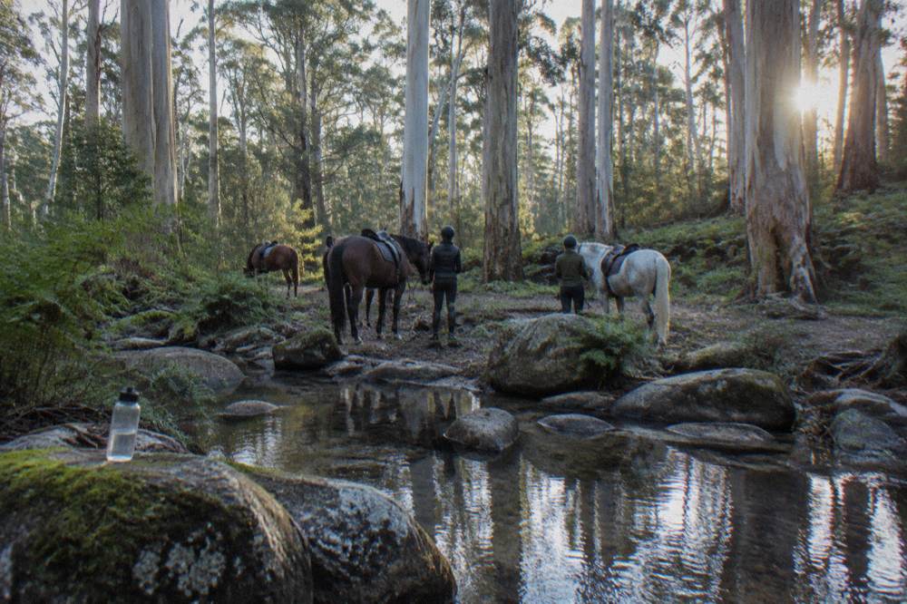 Horses and riders resting beside a forest stream in national park woodland