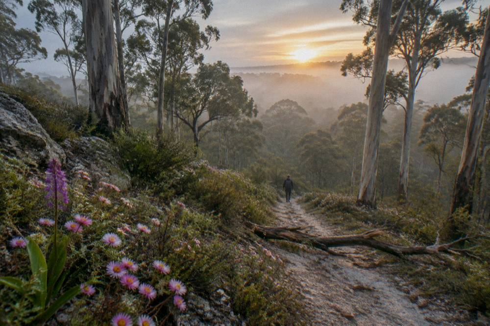 Wildflowers blooming along a sandy bush track beside tall trees in spring